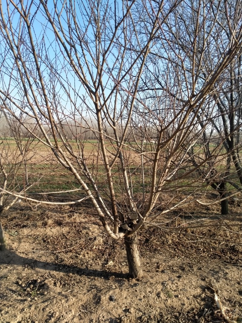 自家苗圃两年冒红叶碧桃，10～12公分，耐寒耐涝，土质好