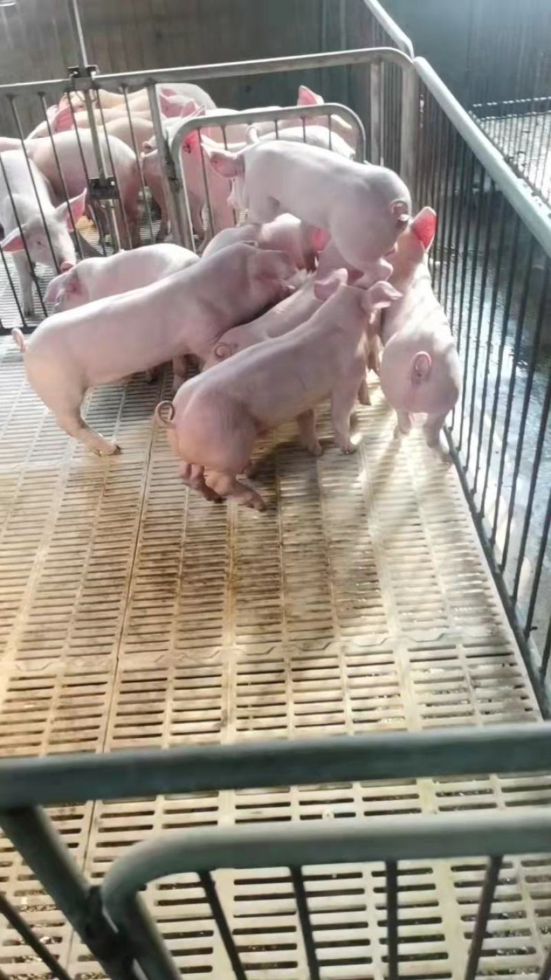 精品三元仔猪疫苗全长势快适应能力强价格实惠