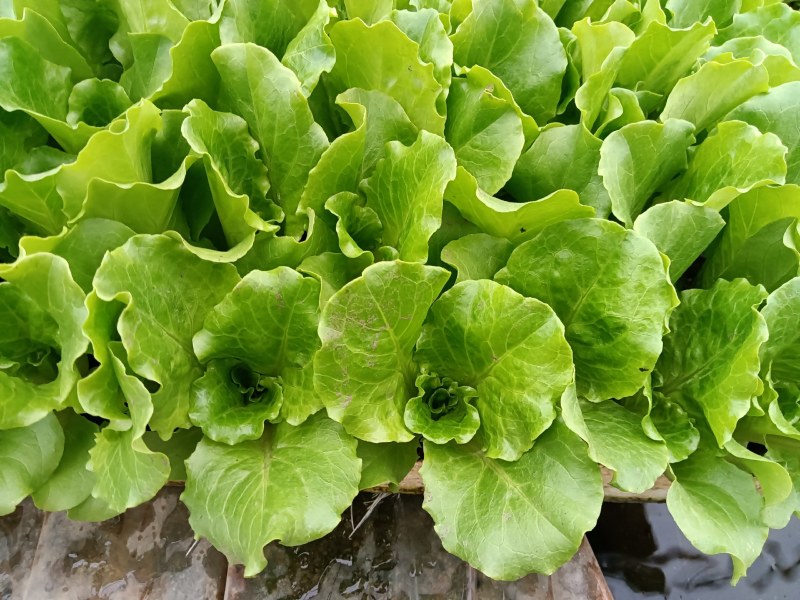 意大利生菜苗产量高保成活率提供种植技术视频看苗