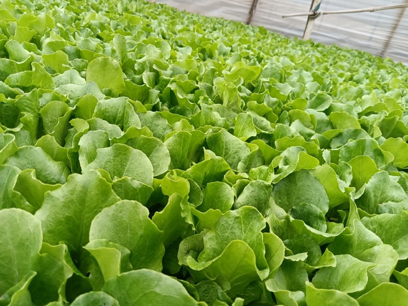 意大利生菜苗产量高保成活率提供种植技术视频看苗