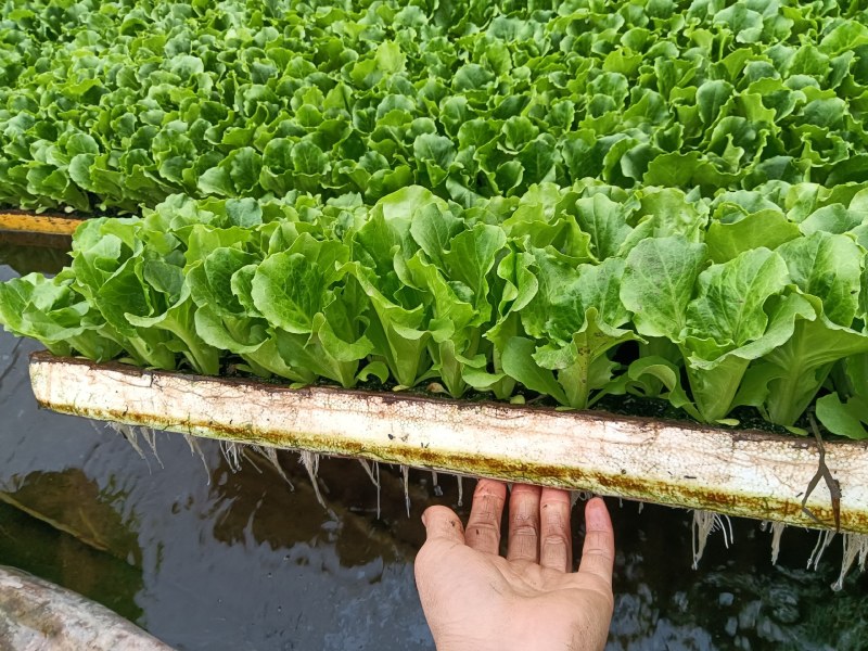 意大利生菜苗产量高保成活率提供种植技术视频看苗