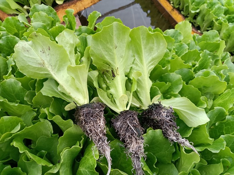 意大利生菜苗产量高保成活率提供种植技术视频看苗