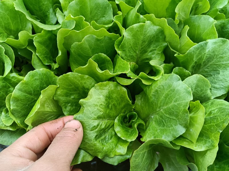 意大利生菜苗产量高保成活率提供种植技术视频看苗