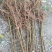 刺槐苗1-2年生量大基地直发，量大从优，