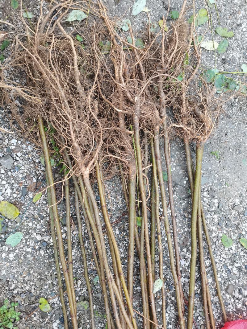 刺槐苗1-2年生量大基地直发，量大从优，