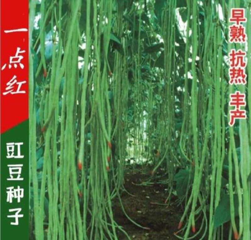 宁豇三号豇豆种子一点红早熟高产耐热耐涝田园庭院蔬菜种子