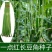 宁豇三号豇豆种子一点红早熟高产耐热耐涝田园庭院蔬菜种子