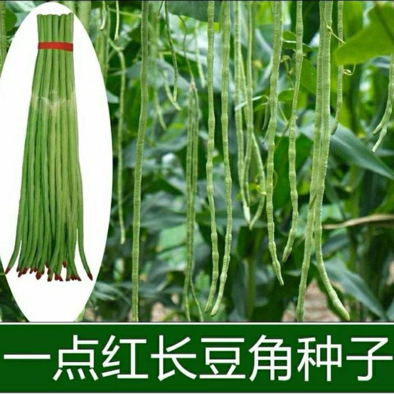 宁豇三号豇豆种子一点红早熟高产耐热耐涝田园庭院蔬菜种子