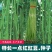 宁豇三号豇豆种子一点红早熟高产耐热耐涝田园庭院蔬菜种子