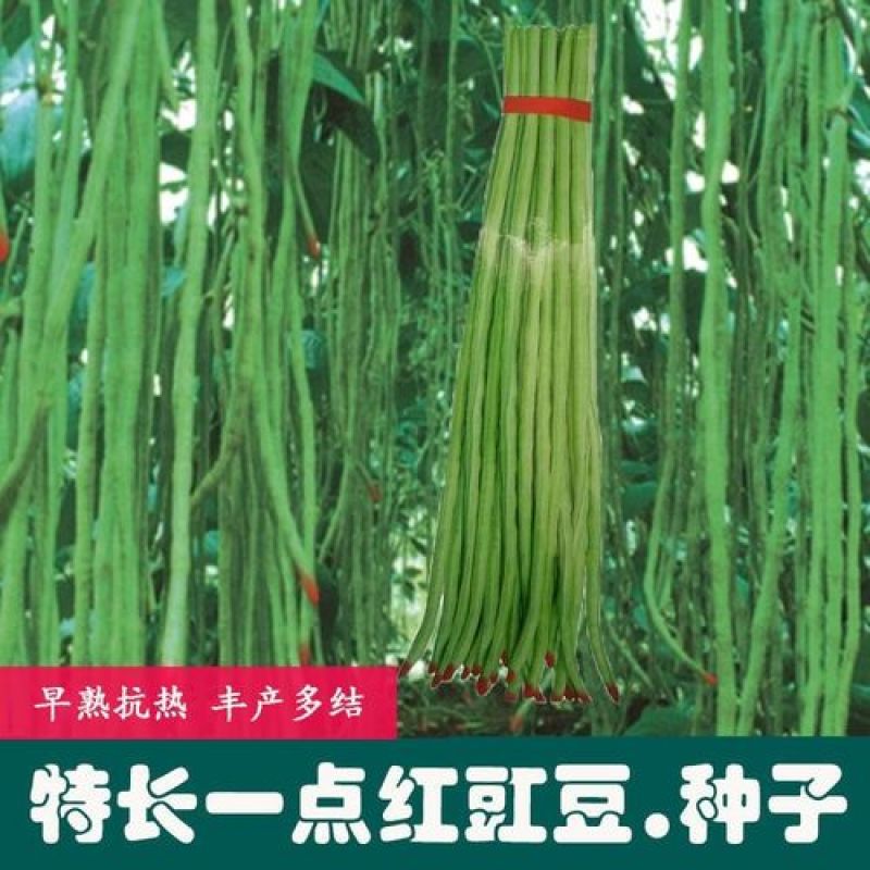 宁豇三号豇豆种子一点红早熟高产耐热耐涝田园庭院蔬菜种子