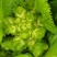 儿菜四川遂宁精品儿菜，毛儿菜。基地直销，大量上市