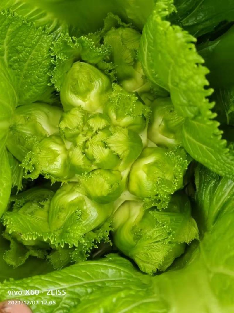 儿菜四川遂宁精品儿菜，毛儿菜。基地直销，大量上市