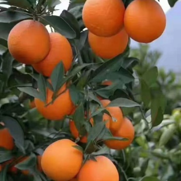 重庆云阳红橙