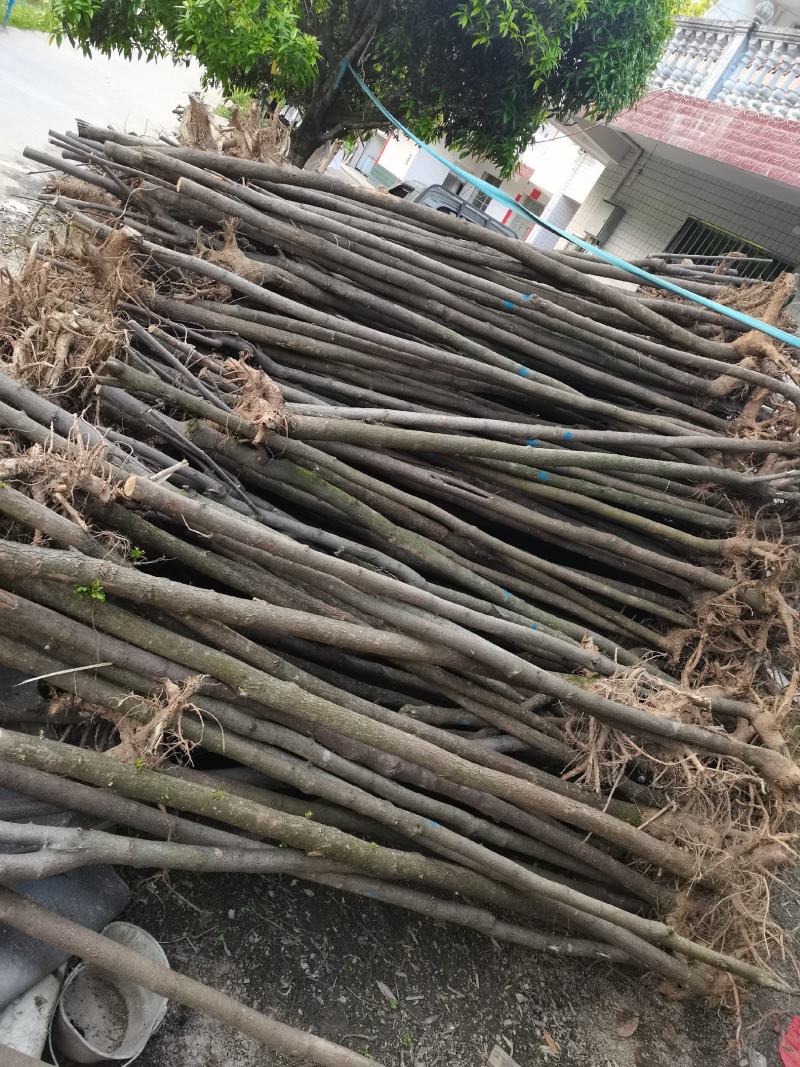 刺槐苗1-2年生量大基地直发，量大从优，
