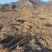 刺槐苗1-2年生量大基地直发，量大从优，