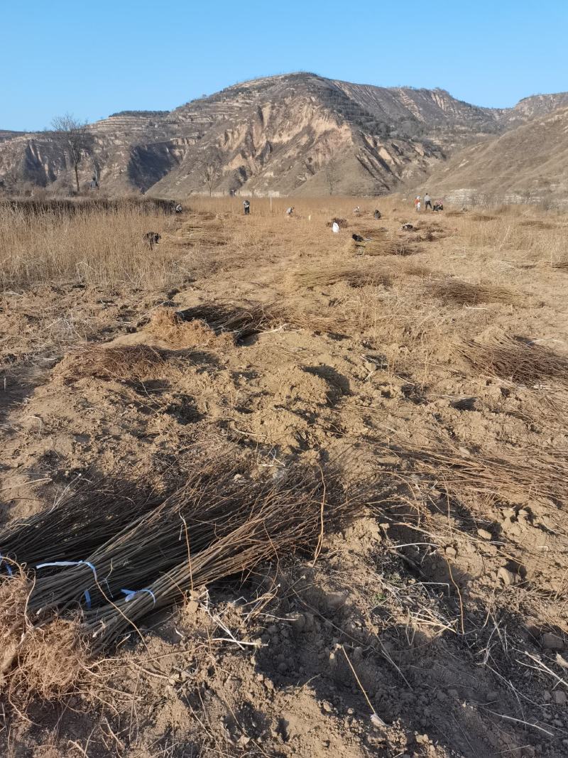 刺槐苗1-2年生量大基地直发，量大从优，