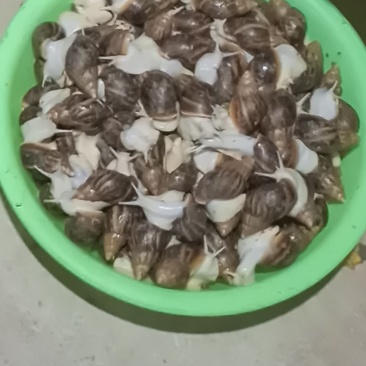 白玉蜗牛
