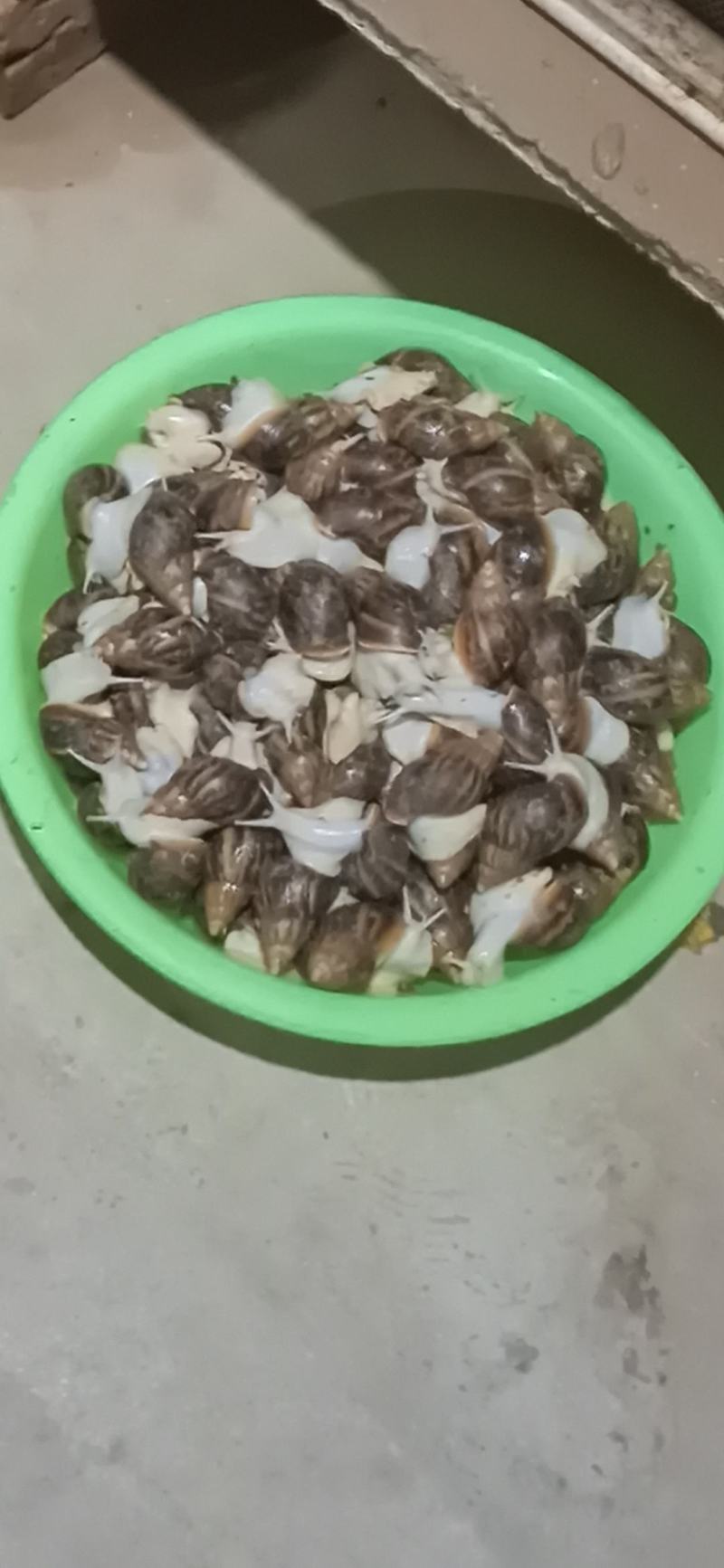 白玉蜗牛