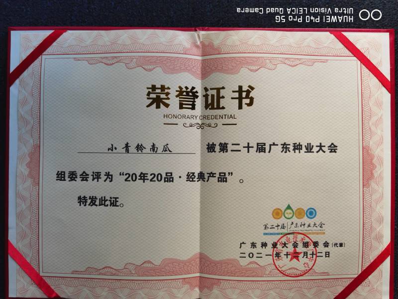 新型黄肉菜用南瓜小青铃南瓜较早熟瓜多较抗病