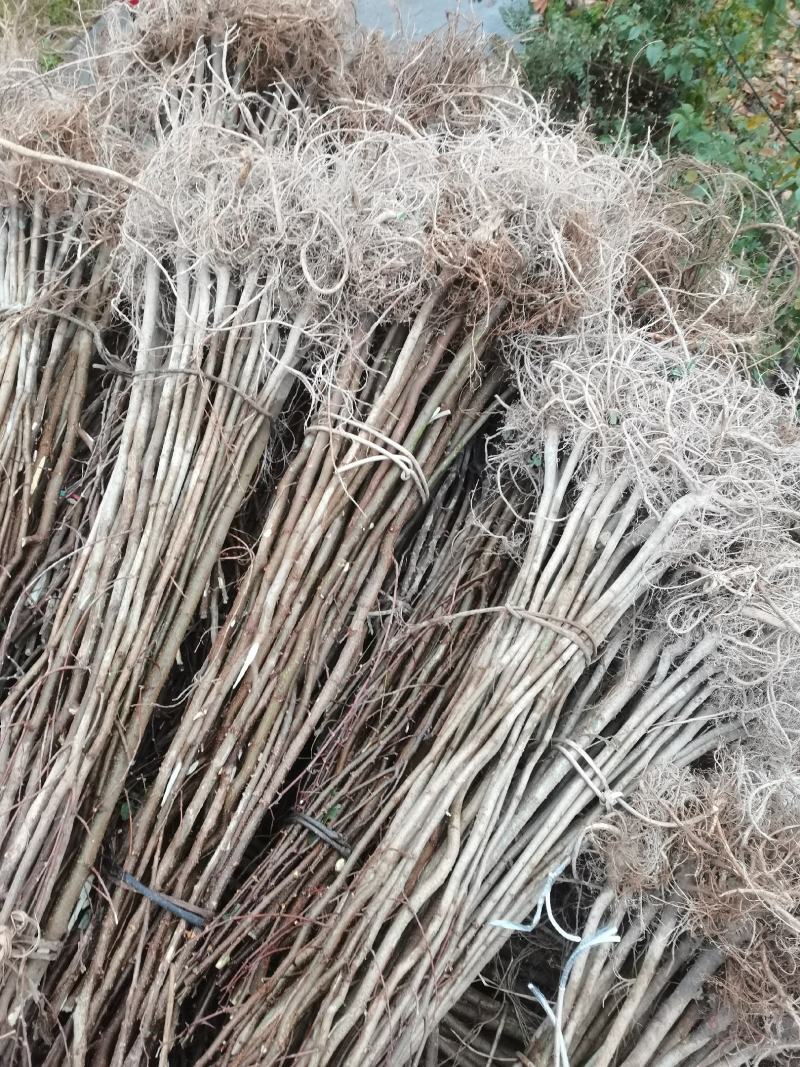 刺槐苗1-2年生量大基地直发，量大从优，