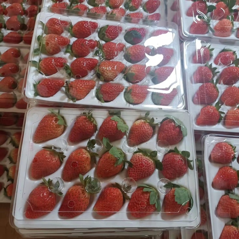 玉溪冬草莓🍓大量有货可批发，一件dai需要货的老板联系