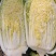 娃娃菜、半毛菜、净菜大娃娃菜，小娃娃菜大量上市，一手货源