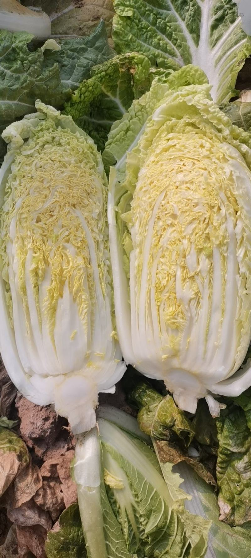 娃娃菜、半毛菜、净菜大娃娃菜，小娃娃菜大量上市，一手货源