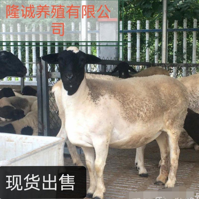 杜寒杂交支持线上下单公母都有包技术包成活全国包邮