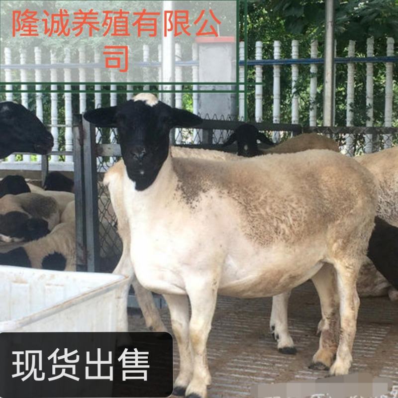 杜寒杂交支持线上下单公母都有包技术包成活全国包邮