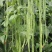 春秋一点红豇豆种子四季阳台小菜园种植扁豆芸豆特长豆角籽