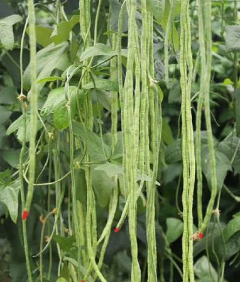 春秋一点红豇豆种子四季阳台小菜园种植扁豆芸豆特长豆角籽