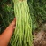 春秋一点红豇豆种子四季阳台小菜园种植扁豆芸豆特长豆角籽