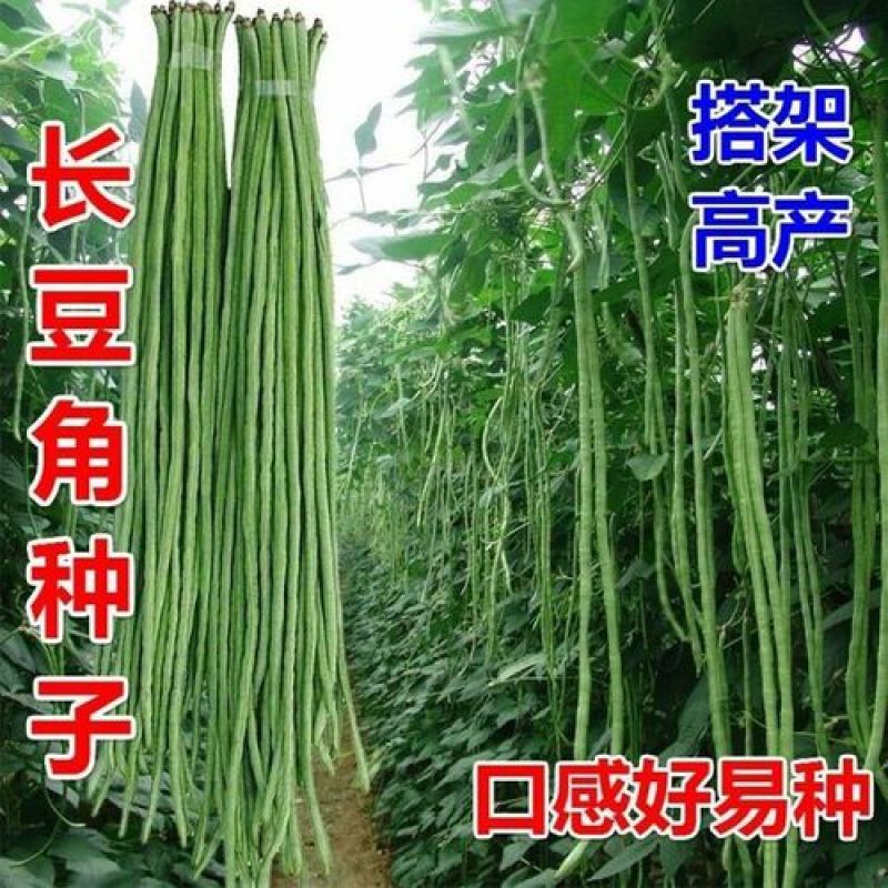 春秋一点红豇豆种子四季阳台小菜园种植扁豆芸豆特长豆角籽