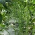 春秋一点红豇豆种子四季阳台小菜园种植扁豆芸豆特长豆角籽