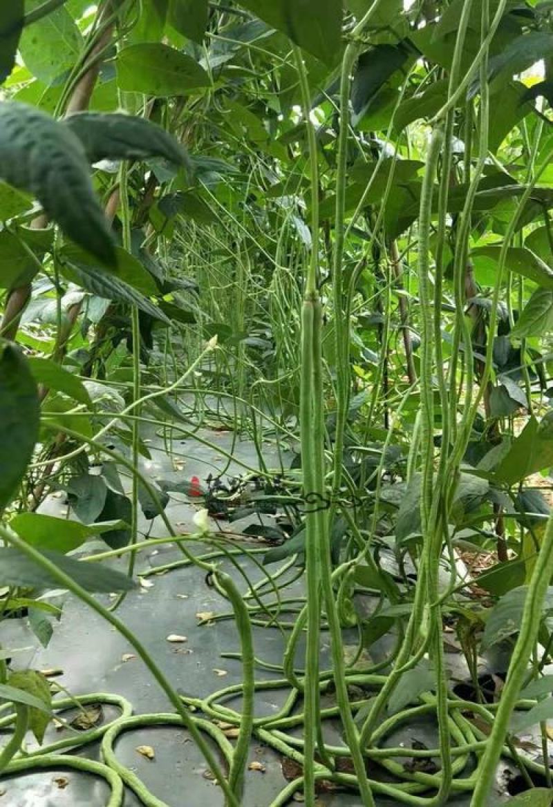 春秋一点红豇豆种子四季阳台小菜园种植扁豆芸豆特长豆角籽