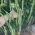 春秋一点红豇豆种子四季阳台小菜园种植扁豆芸豆特长豆角籽
