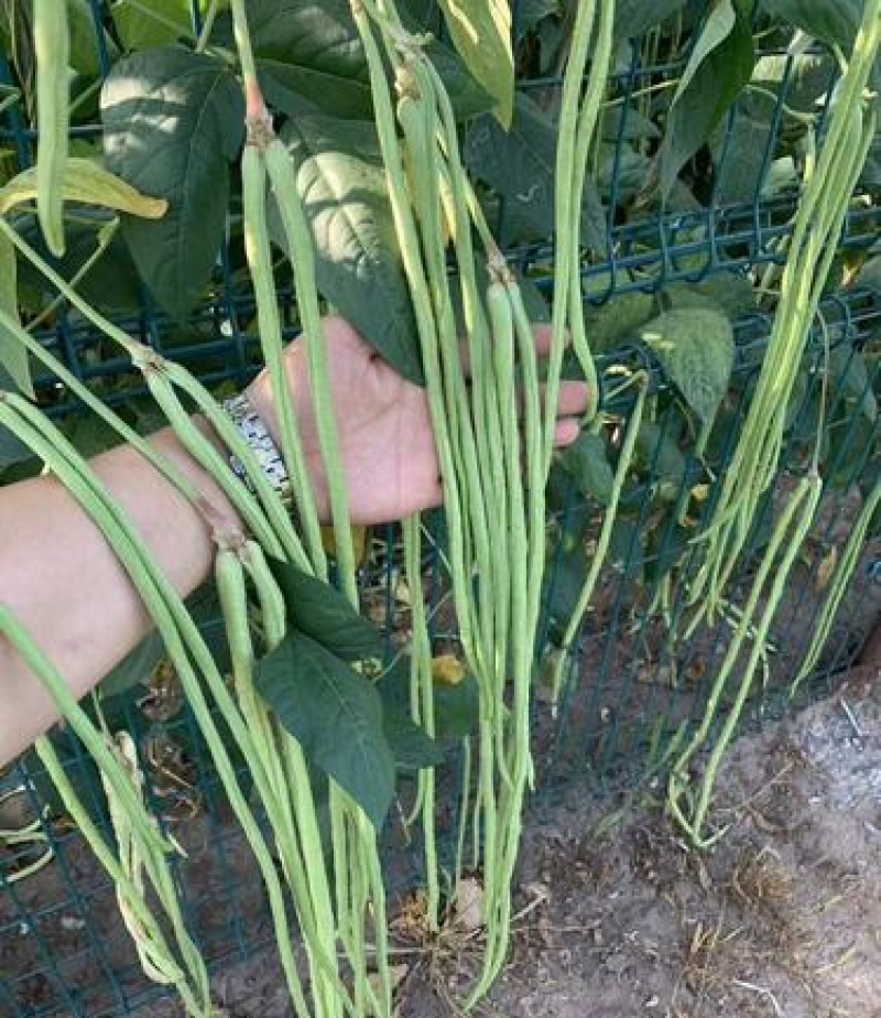 春秋一点红豇豆种子四季阳台小菜园种植扁豆芸豆特长豆角籽