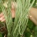 春秋一点红豇豆种子四季阳台小菜园种植扁豆芸豆特长豆角籽