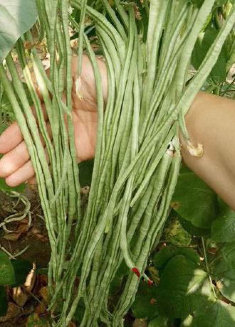 春秋一点红豇豆种子四季阳台小菜园种植扁豆芸豆特长豆角籽
