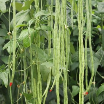 春秋一点红豇豆种子四季阳台小菜园种植扁豆芸豆特长豆角籽