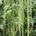 春秋一点红豇豆种子四季阳台小菜园种植扁豆芸豆特长豆角籽