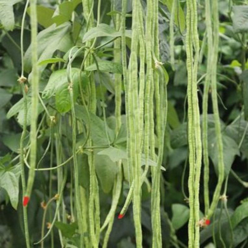 春秋一点红豇豆种子四季阳台小菜园种植扁豆芸豆特长豆角籽
