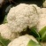 精品有机花菜，散花花菜大量供应。量大从优欢迎你的到来