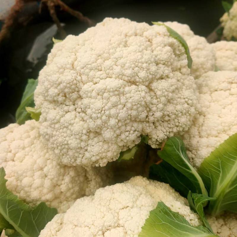 精品有机花菜，散花花菜大量供应。量大从优欢迎你的到来