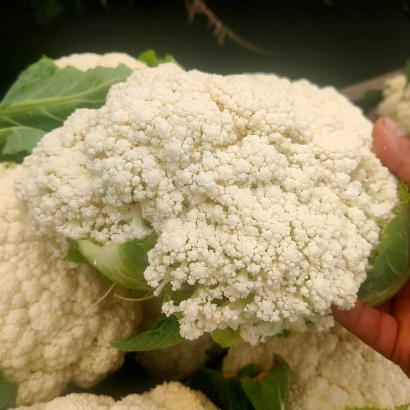 精品有机花菜，散花花菜大量供应。量大从优欢迎你的到来