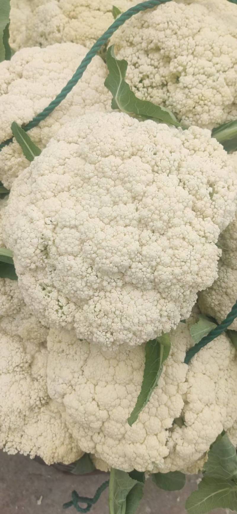 精品有机花菜，散花花菜大量供应。量大从优欢迎你的到来