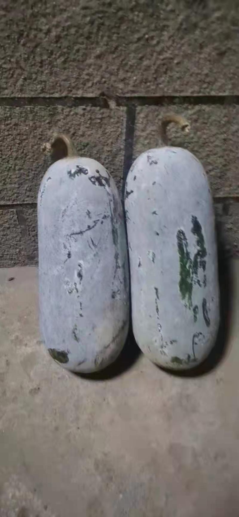 云南西双版纳冬瓜蔬菜