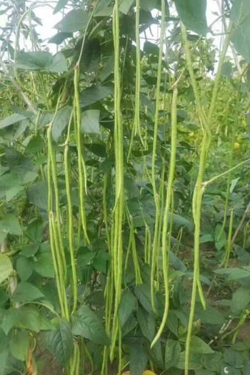 黑眉一号高产特长绿豆角种子豇豆种子早熟春秋夏大面积用