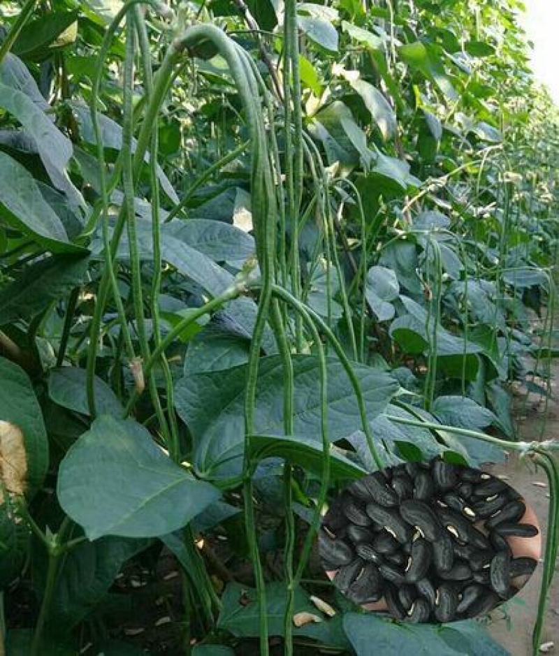黑眉一号高产特长绿豆角种子豇豆种子早熟春秋夏大面积用