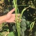 黑眉一号高产特长绿豆角种子豇豆种子早熟春秋夏大面积用